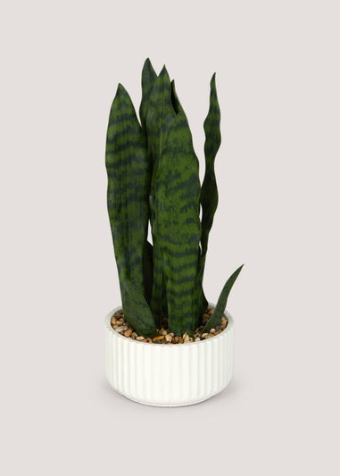 Snake Plant in White Ribbed Pot (42cm)