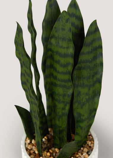 Snake Plant in White Ribbed Pot (42cm)