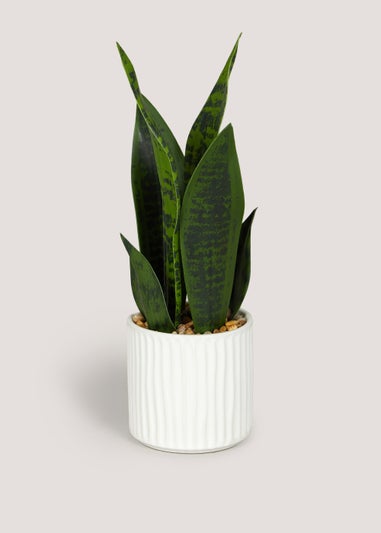 Snake Plant in White Ribbed Pot (10cm x 5cm)