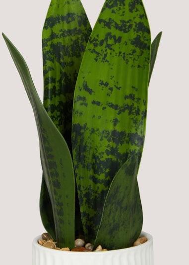 Snake Plant in White Ribbed Pot (10cm x 5cm)