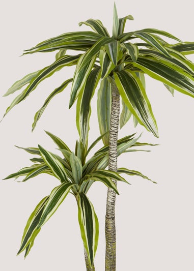 Dracaena Tree in Pot (115cm)