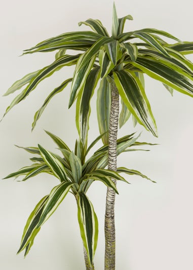 Dracaena Tree in Pot (115cm)