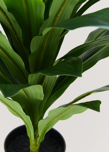 Dracaena Plant in Pot (80cm)