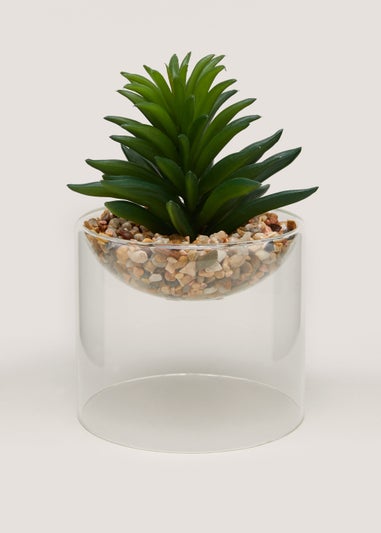 Succulent in Glass Pot (8cm x 12cm)