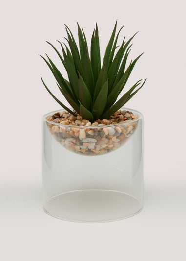 Spikey Plant in Glass Pot (18cm x 10cm)