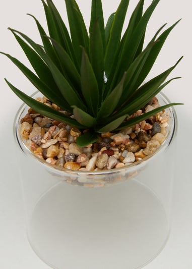 Spikey Plant in Glass Pot (18cm x 10cm)