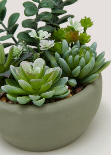 Succulents in Round Cement Bowl (8cm x 12cm)