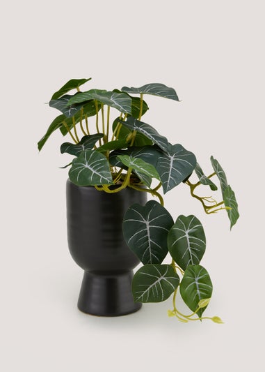 Trailing Plant in Tall Rounded Pot (33cm x 10cm)