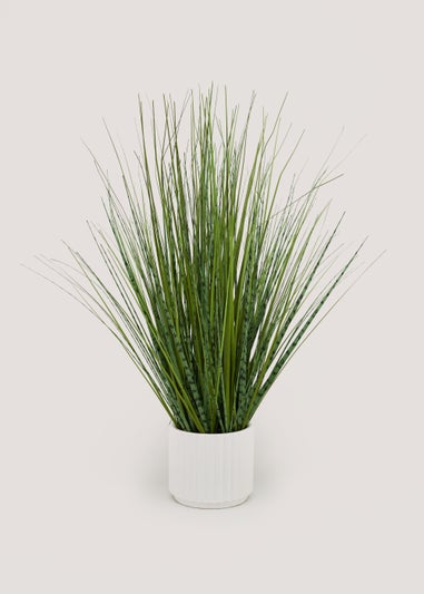 Zebra Grass in Cream Ribbed Pot (73cm)