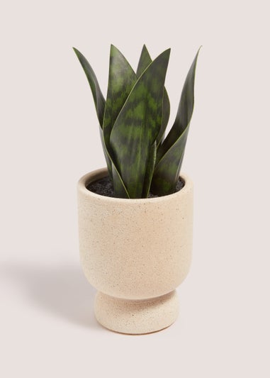 Mini Snake Plant in Cream Pot (22cm)