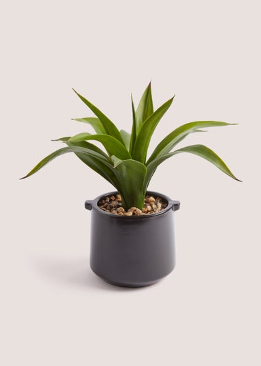 Plant in Cabana Pot (36cm)