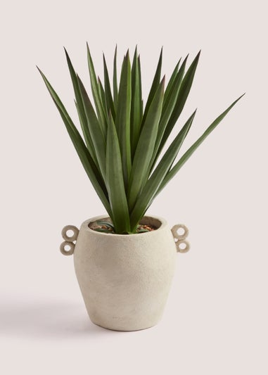 Plant in Rustic 2 Handle Pot (58cm)