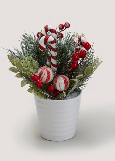 Candy Cane Plant (36cm x 34cm x 20cm)