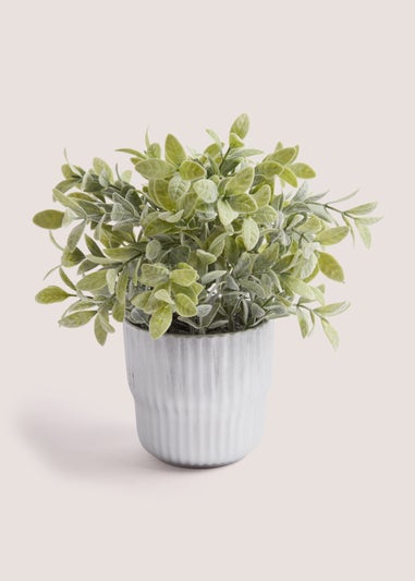 Plant in Silver Ribbed Pot (30cm)