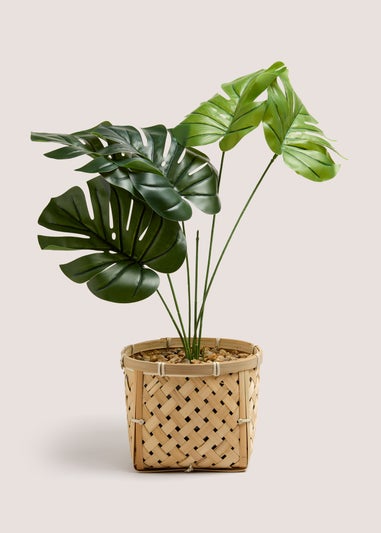 Cheese Plant Bamboo Pot (50cm x 45cmx 45cm)