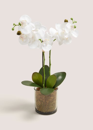 White Orchid In Glass Pot (49cm x 34cm x 12cm)