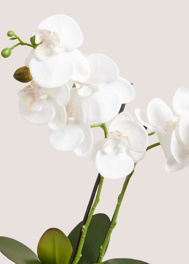 White Orchid In Glass Pot (49cm x 34cm x 12cm)