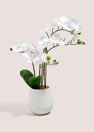 White Orchid In Ribbed Pot