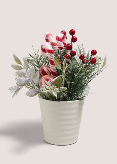 Candy Cane Plant