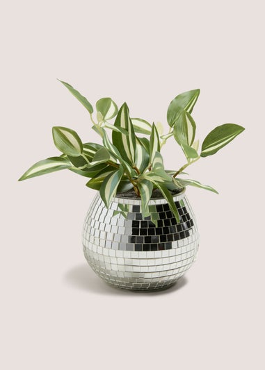 Silver Disco Ball Plant (12cm x 12cm x 22cm)