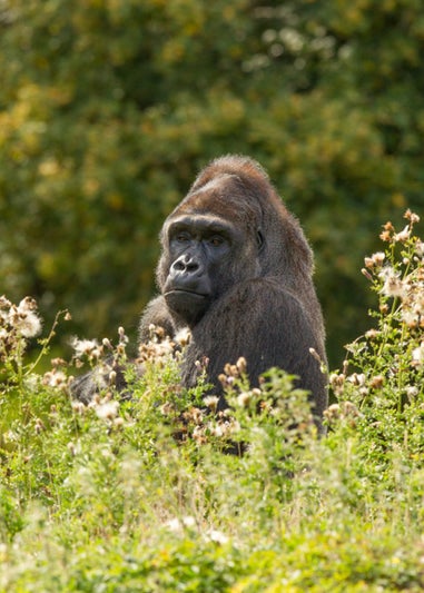 Virgin Experience Days Family Port Lympne Reserve and Truck Safari with Shared Animal Adoption