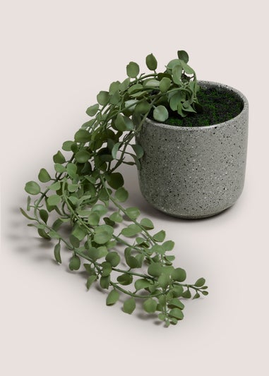 Renew Trailing Plant In A Pot