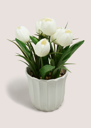 Tulip In Scallop Vase