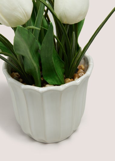 Tulip In Scallop Vase