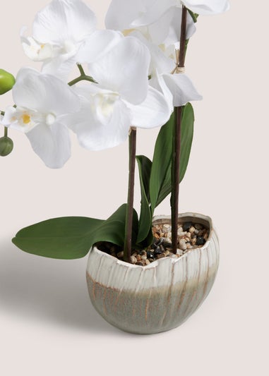 Orchid In A Vase