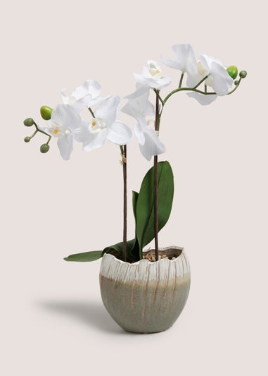 Orchid In A Vase