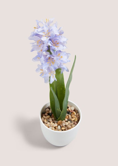 Blue Hyacinth In Plastic Pot