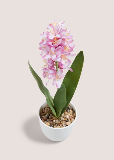 Pink Hyacinth In Plastic Pot