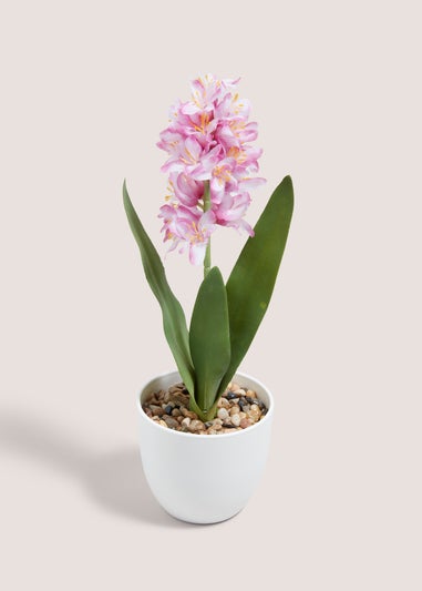 Pink Hyacinth In Plastic Pot