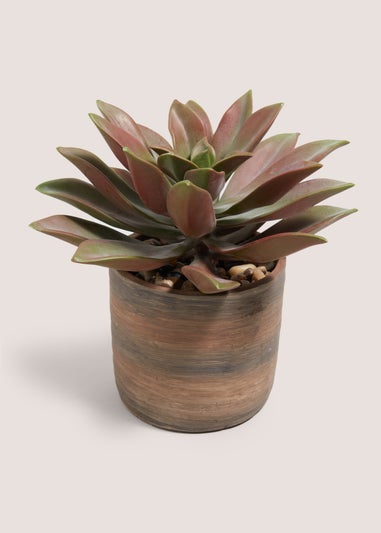 Voyager Succulent Plant