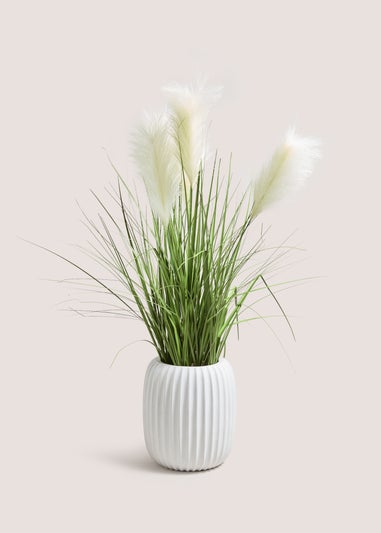 Pampas In Ribbed Pot