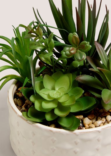 Succulent In Bowl