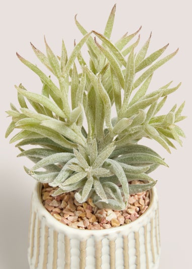 Succulent In Footed Pot