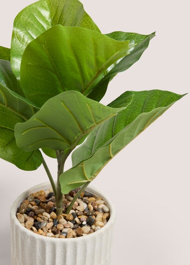 Fig Tree In Cream Pot