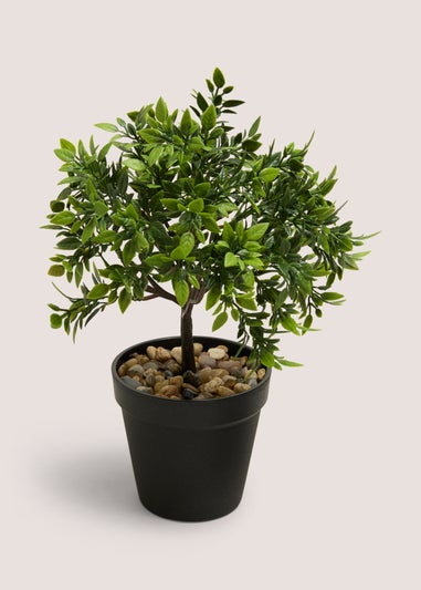 Mini Rose Tree