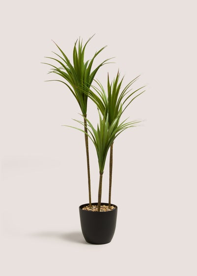 Tall Yucca Tree in Pot