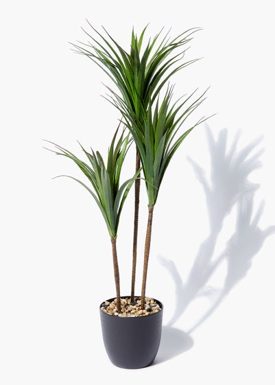 Tall Yucca Tree in Pot (90cm x 18cm)