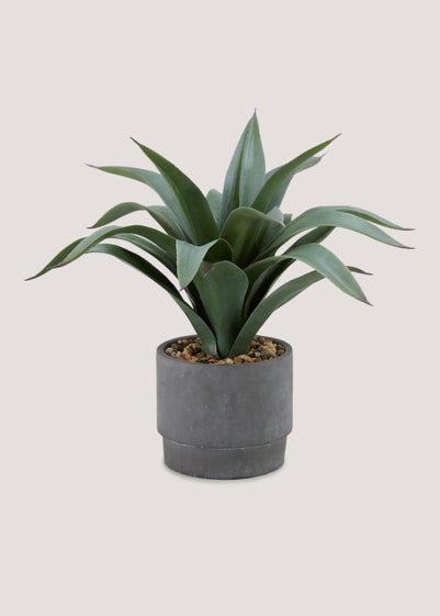 Plant in Cement Pot (35cm x 14cm)