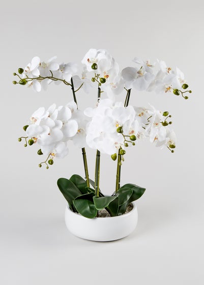Orchids in Large Ceramic Pot (26cm x 12cm)