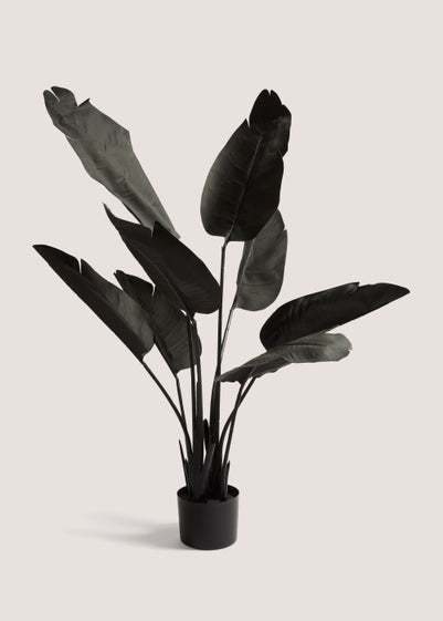 Black Banana Tree (120cm)