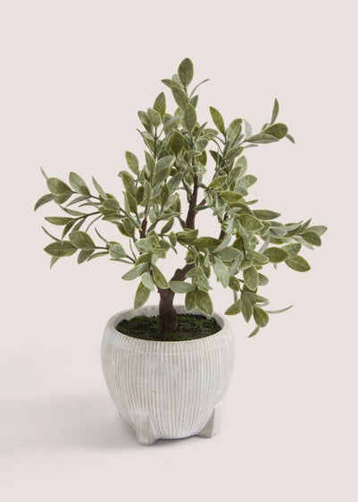 Bonsai Tree in White Pot (33cm x 21cm x 27cm)