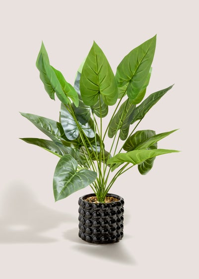 Black Bobble Pot & Plant