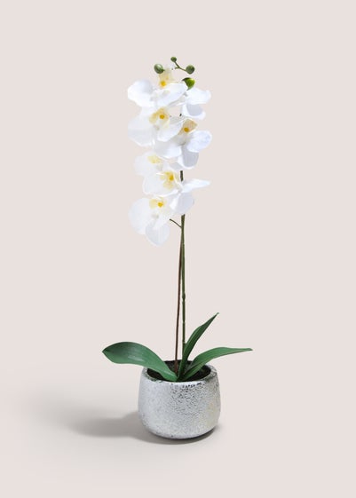 Orchid In Silver Pot