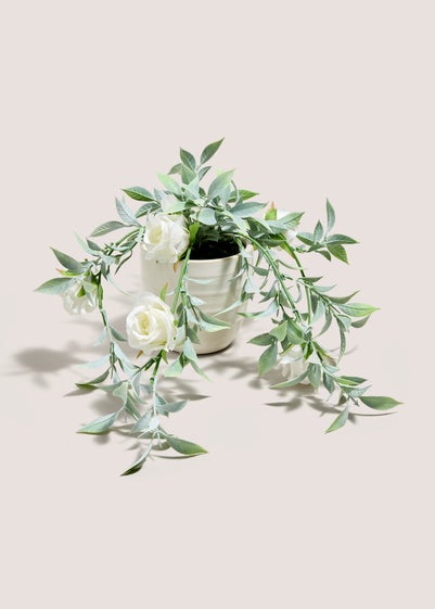 White Trailing Rose Plant (30cmx30cmx49cm)