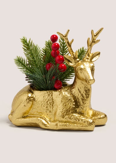 Gold Stag Plant