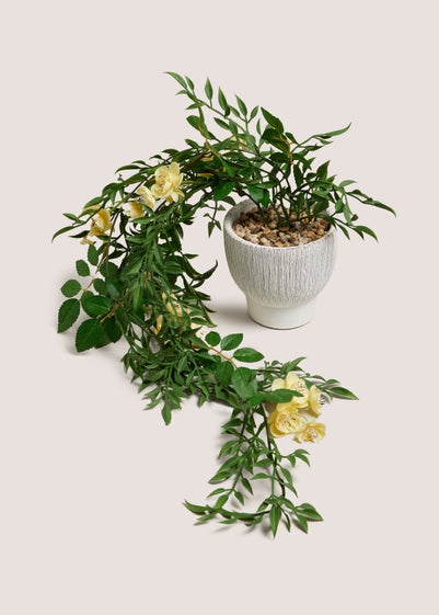 Yellow Floral Trailing Plant In A Pot